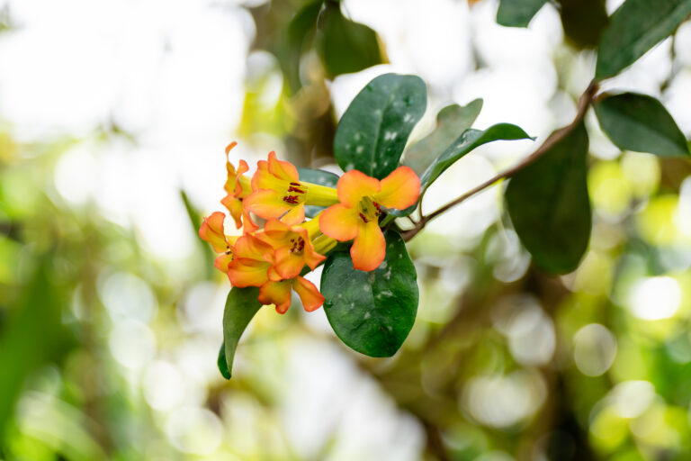 Vibrant orange flowers blooming in the conservatory