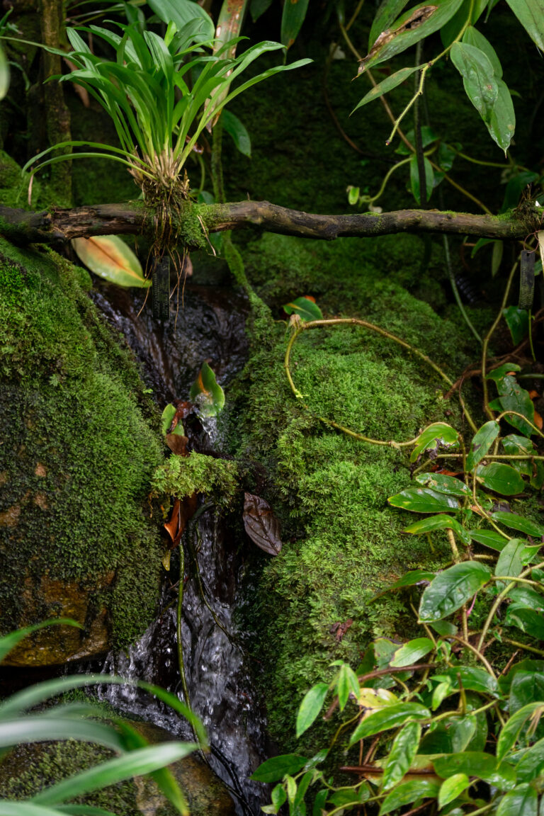 Small waterfall and lush greenery inside the conservatory